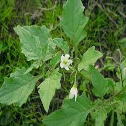 green solanum flower seeds