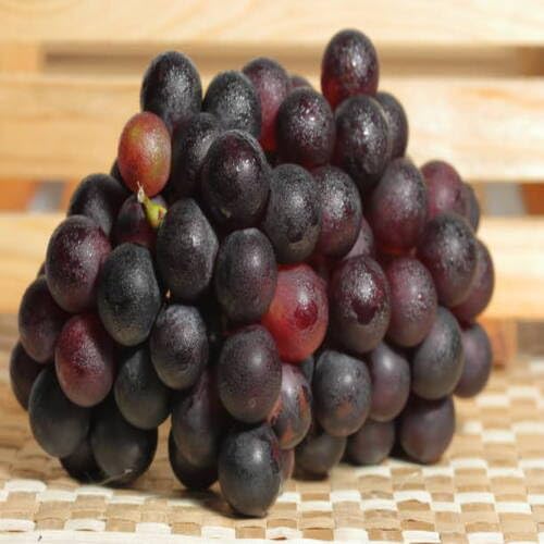 Grapes Seeds Black – Heirloom, Non-GMO, High Germination Organic Garden Seeds