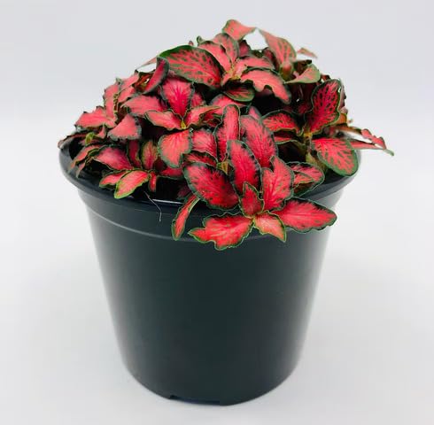 pink green flower seeds