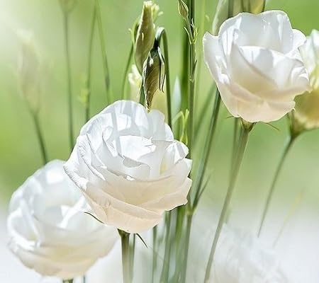 White Rose Flower Seeds – Heirloom Non-GMO Organic Garden Seeds