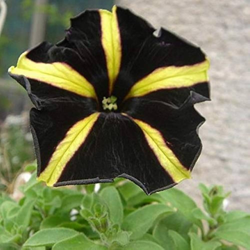 yellow black flower seeds