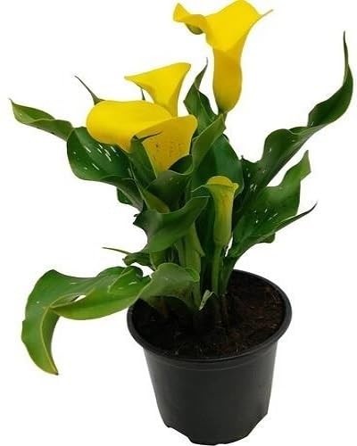 Gelbe Spathiphyllum Blumensamen Erbstück gentechnikfrei hohe Keimrate Bio-Gartensamen zum Pflanzen