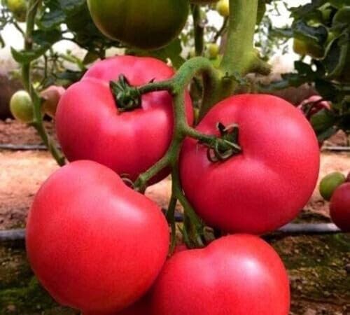 Pink Tomato Seeds – Heirloom, Non-GMO, High Germination Organic Garden Seeds Planting
