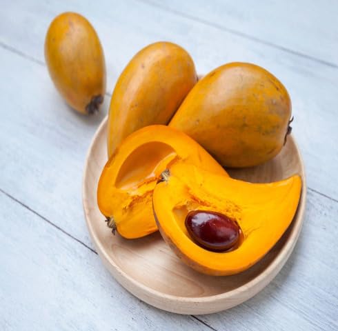 Yellow Lucuma Seeds – Heirloom, Non-GMO, High Germination Organic Garden Seeds