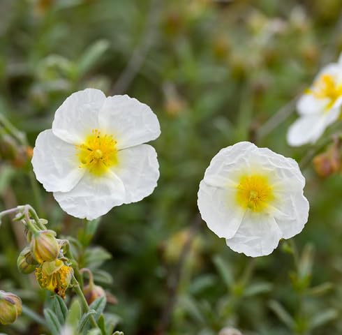 whitehelianthemumflowerheirloomnongmo flower seeds