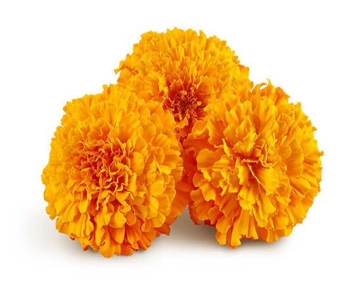 Marigold Flower Seeds – Heirloom, Non-GMO, High Germination Organic Garden Seeds for Planting