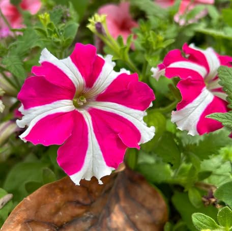White Pink Petunia Flower Seeds for Planting – Heirloom, Non-GMO, High Germination