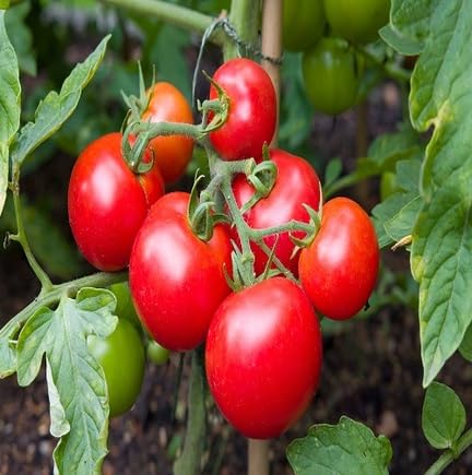 Red Tomato Seeds – Heirloom, Non-GMO, High Germination Organic Garden Seeds Planting