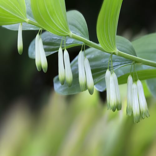 White Polygonatum Canaliculatum Seeds – Heirloom Non-GMO High Germination Garden Seeds
