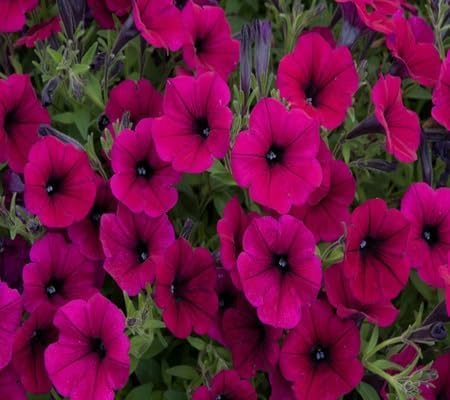 Petunia Flower Seeds Heirloom Non-GMO High Germination Organic Garden Seeds for Planting