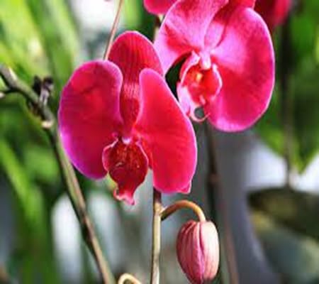 Phalaenopsis Orchid Flower Seeds for Planting – Heirloom, Non-GMO, High Germination Organic Garden Seeds