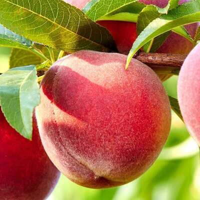 Red Peach Seeds – Heirloom, Non-GMO, High Germination Organic Garden Seeds