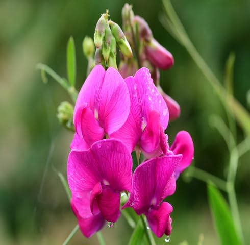 pinklathyrusflowerheirloomnongmo flower seeds