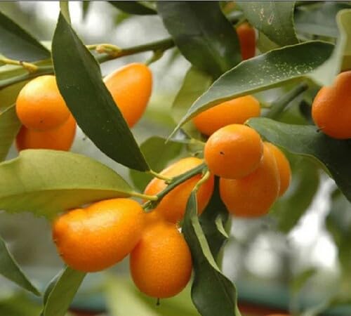 Yellow Kumquat Seeds – Heirloom, Non-GMO, High Germination Organic Garden Seeds