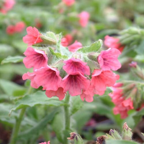 Pulmonaria Flower Seeds Pink for Planting – Heirloom Non-GMO High Germination Organic Garden Seeds