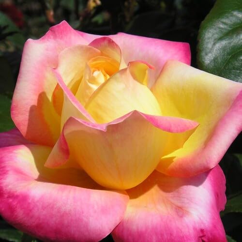 Pink Yellow Rose Flower Seeds Heirloom Non-GMO High Germination Organic Garden Seeds for Planting