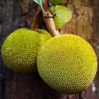 Breadfruit Seeds – Heirloom, Non-GMO, High Germination Organic Garden Seeds