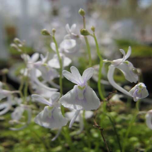 White Utricularia Sandersonii Flower Seeds – Heirloom, Non-GMO, High Germination Organic Garden Seeds