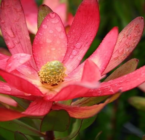 Leucadendron Flower Seeds – Heirloom, Non-GMO, High Germination Organic Garden Seeds for Planting
