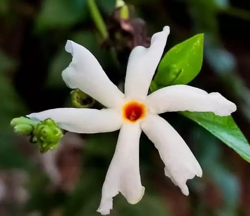 White Harsingar Flowers Seeds – Heirloom, Non-GMO, High Germination Seeds