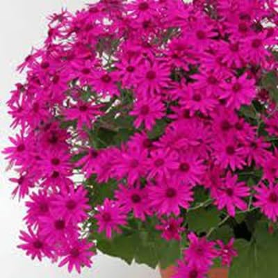 senetti pericallis flower seeds