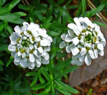 Candytuft Flower Seeds White Heirloom Non-GMO High Germination Organic Garden Seeds for Planting