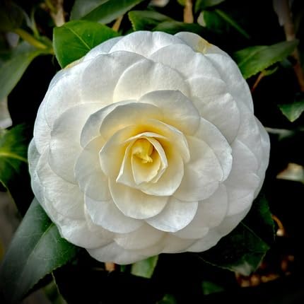 camelliaflowerheirloomnongmo flower seeds