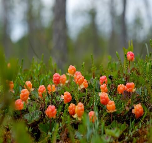 Cloudberry Seeds – Heirloom, Non-GMO, High Germination Organic Garden Seeds