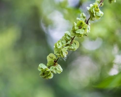 Rubra Seeds Rot – Alte Sorte, gentechnikfrei, hohe Keimrate, Bio-Gartensamen zum Pflanzen