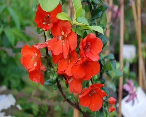 Red Chaenomeles Japonica Flower Seeds – Heirloom, Non-GMO, High Germination Organic Garden Seeds for Planting, Seeds for Planting