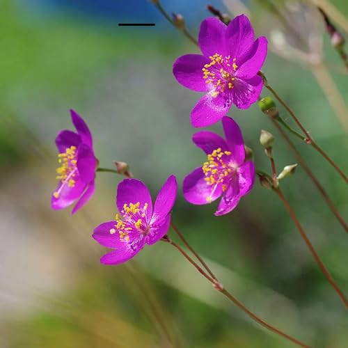 Talinum Flower Seeds Heirloom Non-GMO High Germination Organic Garden Seeds for Planting