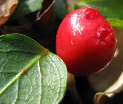 Partridge Berry Seeds Heirloom Non-GMO High Germination Organic Garden Seeds for Planting