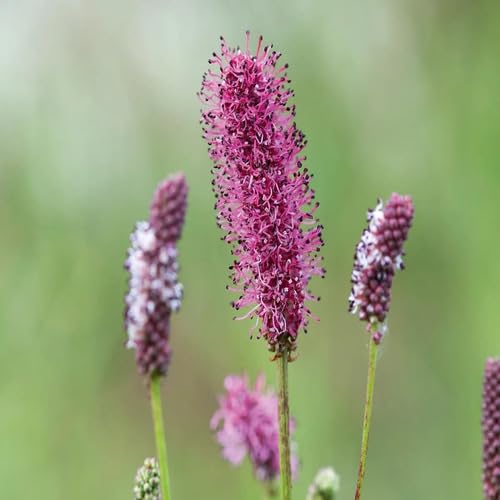 Purple Sanguisorba Flower Seeds – Heirloom Non-GMO High Germination Organic Garden Seeds