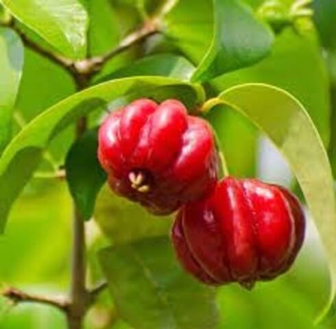 Red Pitanga Seeds – Heirloom, Non-GMO, High Germination Organic Garden Seeds