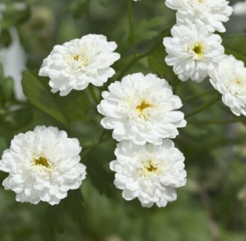 White Double Achillea Flower Seeds – Heirloom Non-GMO High Germination