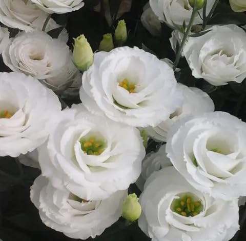 white eustoma flower seeds