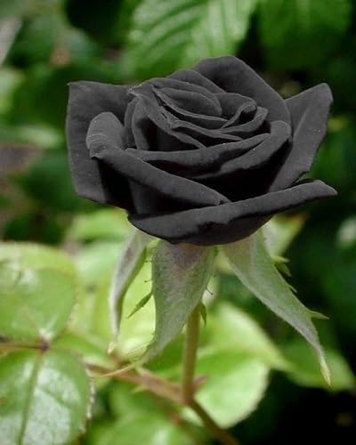 Black Climbing Rose Flower Seeds for Planting – Heirloom Non-GMO High Germination Organic Garden Seeds