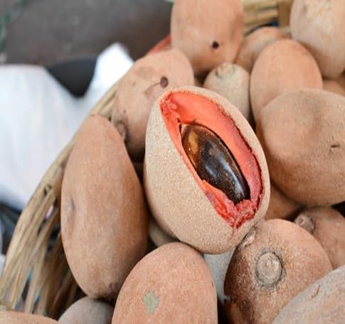 Mamey Seeds – Heirloom, Non-GMO, High Germination Organic Garden Seeds
