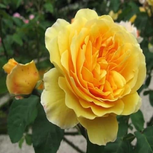 Yellow Rose Flower Seeds – Heirloom, Non-GMO, High Germination Seeds for Planting