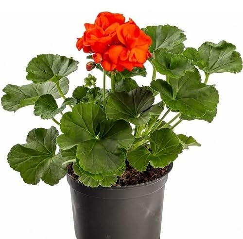 Red Bonsai Geranium Flower Seeds – Heirloom Non-GMO High Germination Organic Garden Seeds for Planting