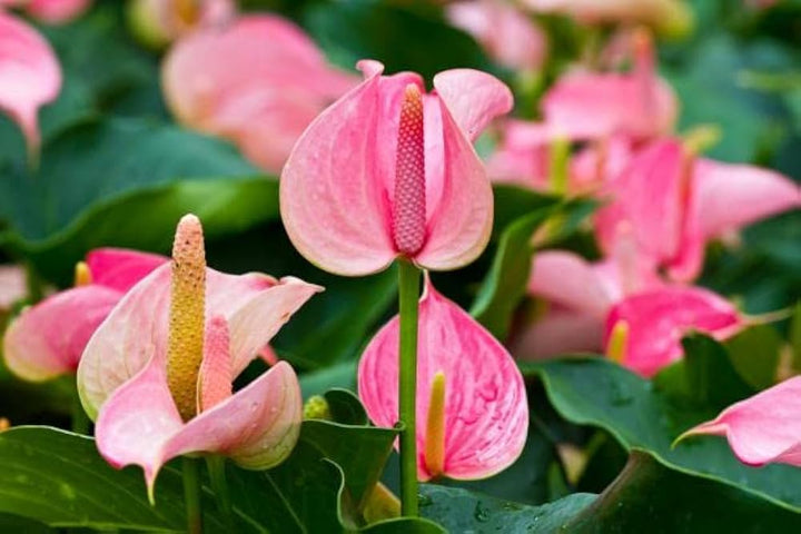 Pink Blooming Giant Anthurium Flower Seeds – Heirloom, Non-GMO, High Germination, Organic Seeds