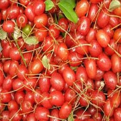 Goumi Beeren Samen Grün zum Pflanzen – Alte Sorte Gentechnikfrei Hohe Keimrate Bio Garten Samen