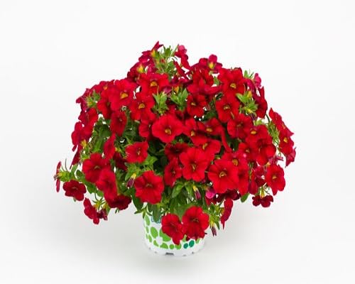Red Calibrachoa Flower Seeds Heirloom Non-GMO High Germination Organic Garden Seeds for Planting