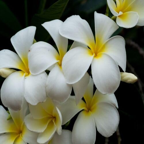 Plumeria Flower Seeds – Heirloom, Non-GMO, High Germination Organic Garden Seeds for Planting Seeds for Planting