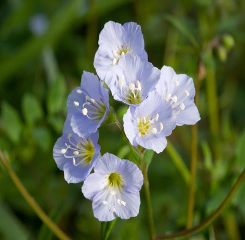 White Polemonium Flower Seeds – Heirloom Non-GMO High Germination Organic Garden Seeds