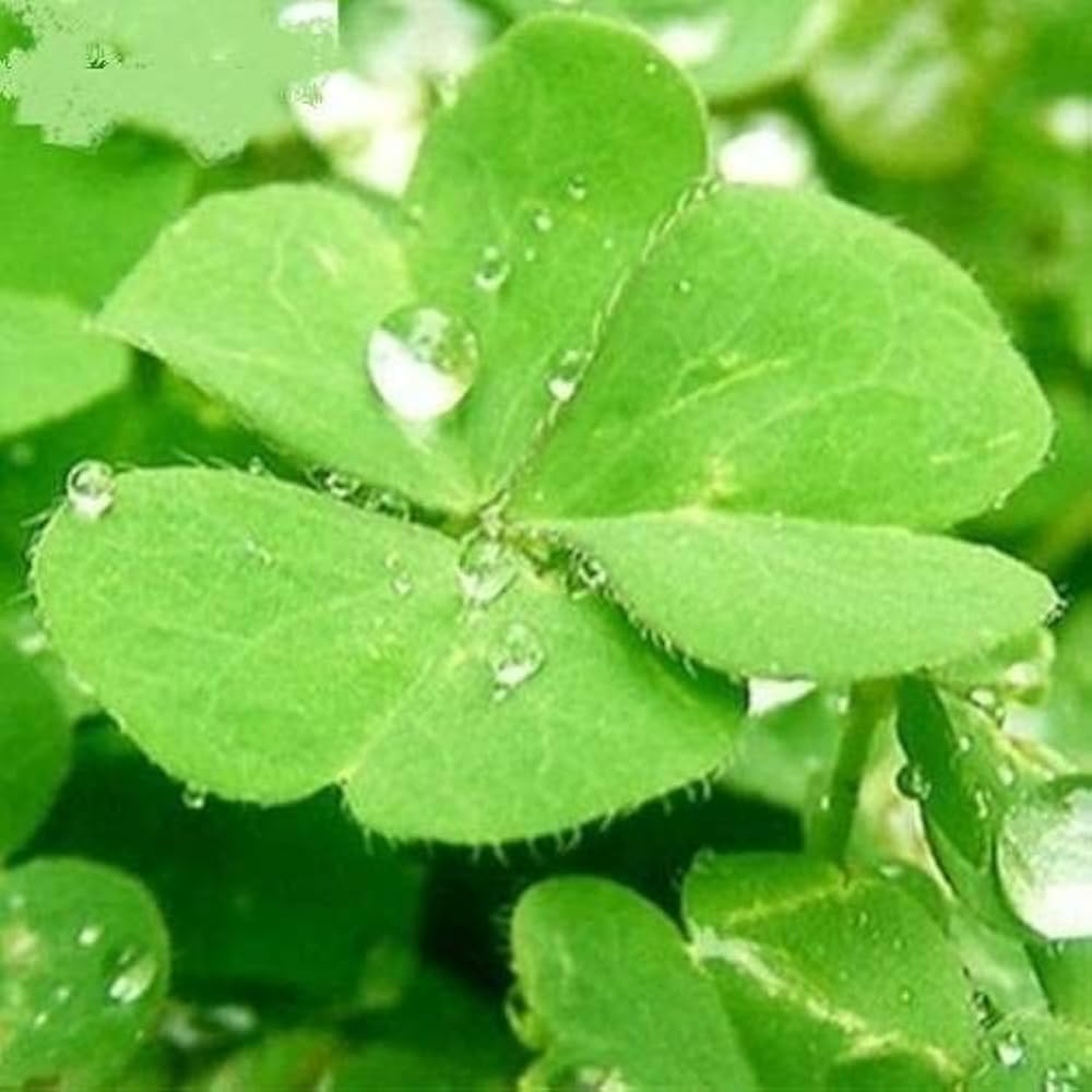 four leaf flower seeds