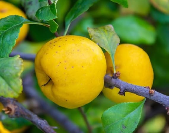 Quince Fruit Seeds Heirloom Non-GMO High Germination Organic Garden Seeds for Planting