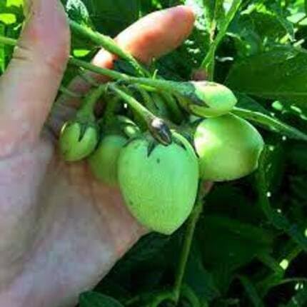 Pepino Seeds Green – Heirloom, Non-GMO, High Germination Organic Garden Seeds