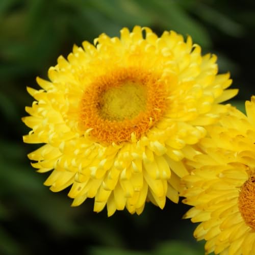 Yellow Helichrysum Flower Seeds – Heirloom Non-GMO High Germination Organic Garden Seeds