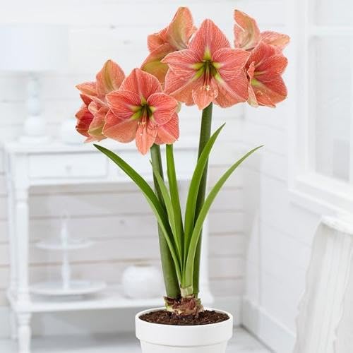 White Orange Amaryllis Flower Seeds – Heirloom, Non-GMO, High Germination Seeds